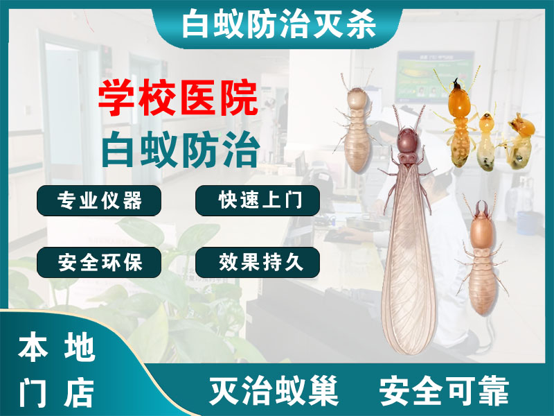 江北区学校医院白蚁防治