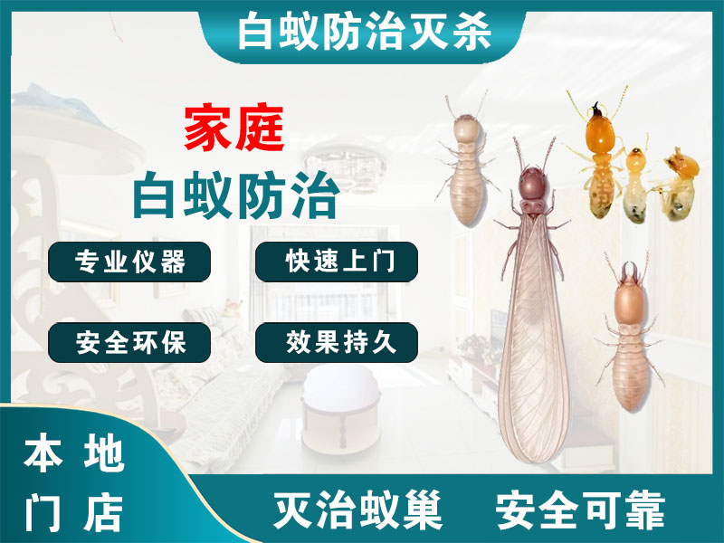 江北区家庭白蚁防治
