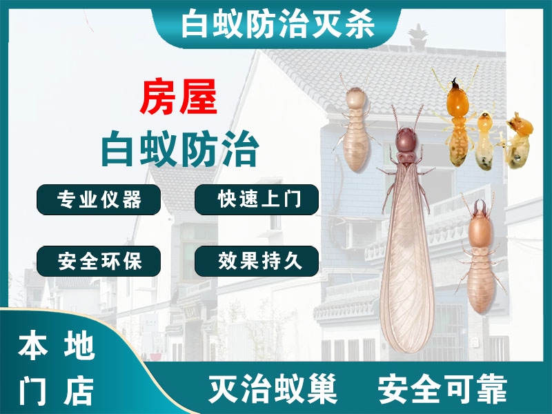 江北区房屋白蚁防治